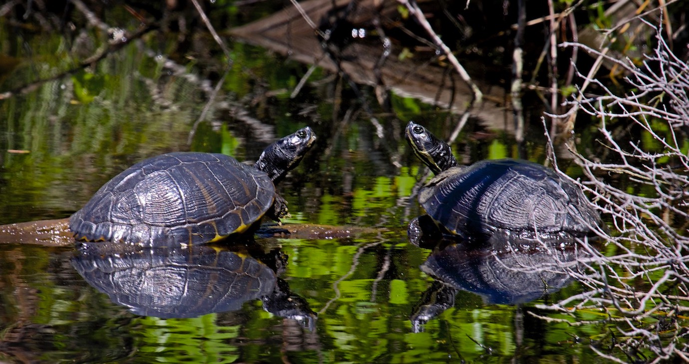schildpadden